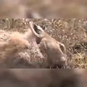 LY ยาเบื่อหนู 500G กำจัดหนู ยาแห้ง อัตรา 100% | มือสูงสุด | ยาฆ่าหนู ยาเบื่อหนู บ้าน หนูแห้ง