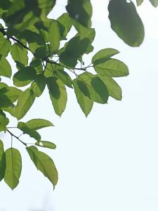 จัดส่งจากจีน [2025] ชุดโยคะสำหรับผู้หญิง ฤดูร้อน บาง หลวม เสื้อกีฬาแขนสั้น ระบายอากาศได้ T ชุดฟิตเนส เสื้อฝึกซ้อมพิลาทิส 3.8