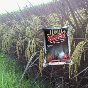 Benih Padi Black Madras Asli Korea || bibit padi blek Madras hitam ungu