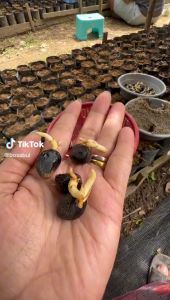 DXP PPKS DUMPY UNGGUL BIBIT SAWIT KUALITAS UNGGULAN NOMOR 1 INDONESIA BERSERTIFIKAT