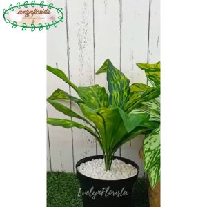 Tanaman Hias Daun Aglonema Romeo X12 Semi Latex Artificial Pot Dasar Cover Purun