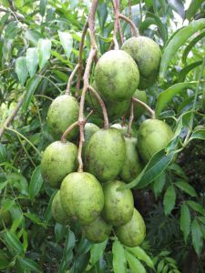 1 KG BUAH KEDONDONG BUAH SEGAR