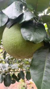 Nước Ép Bưởi Lên Men 500ml Combo 2 Chai