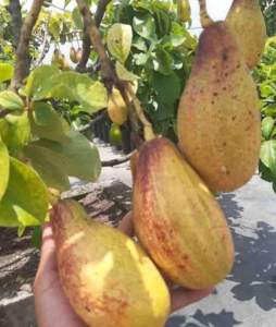 bibit alpokat yellow vietnam 100% valid