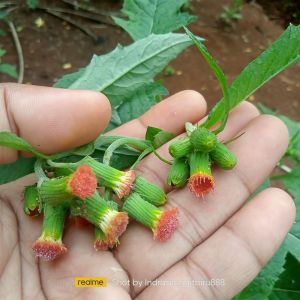 Sintrong Muda Rumput Sakit Segar Spesial Pull Nutrisi( kemasan 250 Gram )