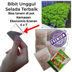 Bibit Selada Unggul Premium Kemasan Ekonomis Eceran Top-Intan Flora
