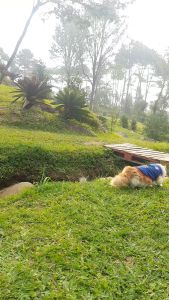 Cassiel Pet Suplemen Nutrisi Anjing/Kucing 120g - Tingkatkan Daya Tahan Tubuh & Bulu Lebih Berkilau