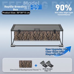Tailwise | Glass Rainforest Terrarium Ecological Cage
