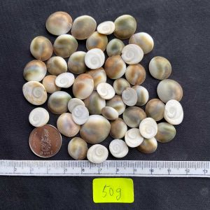 ฝาเกลียวตาแมว Mouth cover of cats eye snail 50g tai yang