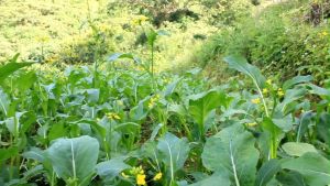 (150 SEEDS) FLOWERING PECHAY/CHOY-SUM/CHINESE PECHAY/FOR BACKYARD/FARMING/HIGH GERMINATION RATE