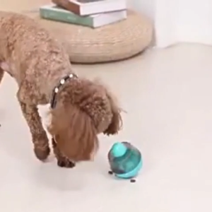 Đồ chơi lật đật rơi hạt thức ăn cho chó mèo thú cưng luyện trí thông minh ăn chậm – Đen Ta pet shop