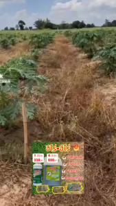 💚ยากำจัดวัชพืชอินทรีย์ ฮีโร่-ฮีโร่ HERO 4 ลิตร ใช้ได้ทุกพื้นที่ ไม่ทำลายพืชหลัก ส่งฟรีทั่วไทย