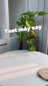 Máy Xay Sinh Tố 2 Cối Kalpen B5 Công Suất 700W Hàng Đức Bảo Hành 2 Năm