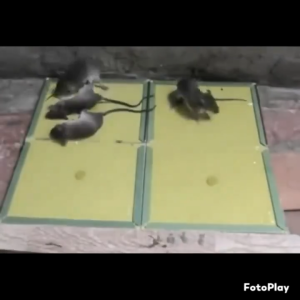 SUNDAR Mouse Super trap Glue Board Sticky mouse board Bait