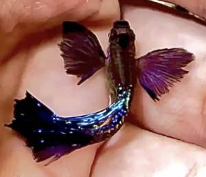 Purple Dragon Dumbo Ear Halfmoon Guppy