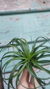 Tillandsia Brachycaulos Giant Form/ Air plant / 空气凤梨- 巨型貝可力