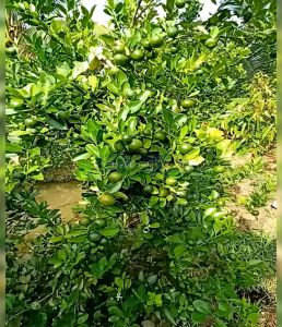 Cây giống Tắc Bánh Xe bầu chiết cành - tắc giống mới trái siêu to (bầu cây cao (25-40cm)