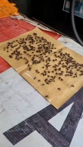 Lem Lalat / Lem Lalat Kertas / Pengusir Lalat Penghilang Lalat Insektisida Lalat Perangkap Lalat Super Lengket