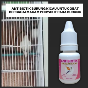 Antibiotik Burung Kicau Untuk Obat Berbagai Macam Penyakit Pada Burung