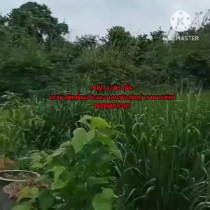 #เมล็ดหญ้าอะตราตั้ม 1 กก.ปลูกได้ปี68 #หญ้าอะตราตั้ม #paspalum atratum #หญ้าอุบลพาสพาลั่ม #เกรียงศักดิ์เมล็ดและท่อนพันธุ์หญ้าอาหารสัตว์ หญ้าอุบล หญ้าอะตราตั้ม - Lazada