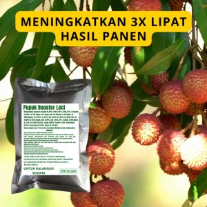 Pupuk Booster Leci: Cara Meningkatkan Kualitas dan Produksi Buah