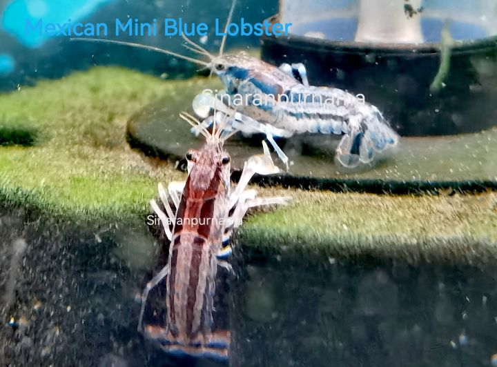 Mexican Dwarf Blue Lobster / Blue Dwarf Crayfish / Live Crayfish / Live ...