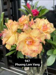 Adenium Obesum Bonsai ID 947 Phuong Lam Vang 富贵花