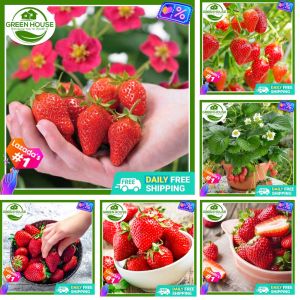 Green House® - Fresh Organic Strawberry Seeds for Planting Fruit Plants (20 Seeds) High Yield Sweet Hybrid Dwarf Fruits