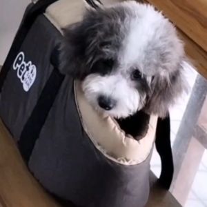 Pet Carriers Foldable Travel Shoulder Carrying Bag For Kitten Puppy Handbag Breathable Portable Outdoor Accessories Pet Supplies