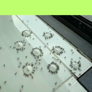 ANT BAIT PRO แอนท์ เบท โปร เจลกำจัดมด