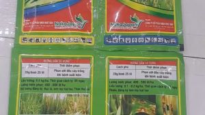 CẶP ĐÔI TRỪ BỆNH SIÊU ĐẠO ÔN - VI KHUẨN TRÊN LÚA