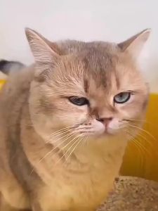 [Hỏa tốc] COMBO 5 Bánh Vân Sam Dầu Cá Hỗ Trợ Tiêu Búi Lông Cho Mèo -  Bánh Thưởng Bổ Sung Dinh Dưỡng Cho Mèo