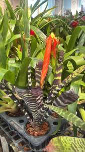 #ต้นดาบเศรษฐี (จัดอยู่ในสับปะรดสี) Vriesea splendens ต้นสับปะรดสีใบลายๆ คล้ายลายเสือ หรือหางกระรอก มีดอกสีแดงอมส้มชูช่อยาวสูงขึ้นกลางต้น ต้นนี้คือดาบเศรษฐี  สรรพคุณของต้นสับปะรดสี  สับปะรดสี ไม้มงคล นั้นมีความสามารถในการช่วยฟอกอากาศโดยการปล่อยก๊าซออกซิเจน