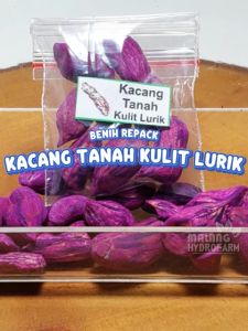 Benih Kacang Tanah Kulit Lurik Unggulan Berkualitas biji bibit repack madu merah hydroponik hidroponik tanaman berbiji pot