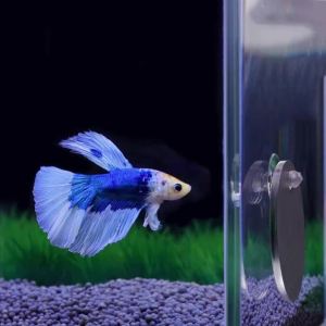 Aquarium Betta Mirror Fish Tank Floating Round Mirror for Fish Betta Flowerhorn Cichlid Training