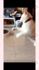 PS-801 ไม้ตกแมวขนนกติดพื้น ของเล่นแมว มีกระดิ่ง ก้านยาว แบบปุ่มดูดสุญญากาศ ถอดออกได้ ราคาถูก พร้อมส่ง🐱🐱