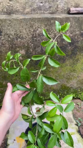 Cây Hoa Lan Tỏi - Hoa đẹp đuổi rắn - Trang trí sân vườn!