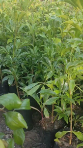 ต้นหนุมานประสานกาย  สูง40-60ซม. พร้อมปลูก