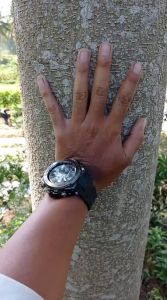 15 gr Benih Sengon Solomon Unggul Tanam Seed Cepat Besar Ratusan Biji