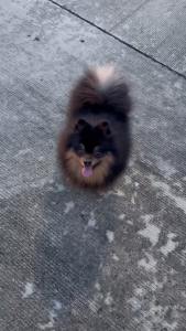 Pettra แชมพูสุนัข Organic Chamomile ไม่มีน้ำหอม ไม่มีพาราเบน สำหรับสุนัขผิวแพ้ง่าย 500ml