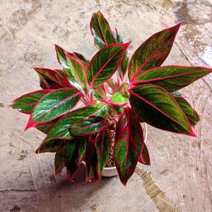 Tanaman Hias Aglonema Siam Aurora Lipstik