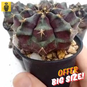 (Big Size WIith Pups) Gymnocalycium Mihanovichii. ID: Kappa / Gymnocalycium Variegated Purple