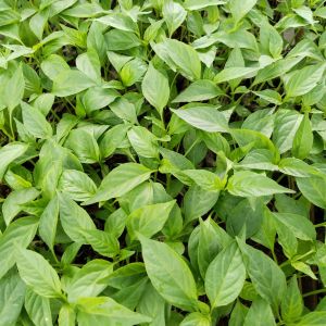 Benih cabe merah kriting siap tanam paket 20 batang bibit siap tanam