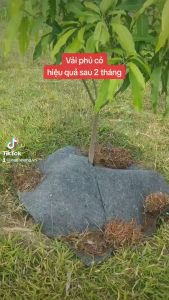Tấm vải chống cỏ cho cây sầu riêng 2mx2m Tặng kèm ghim nhựa