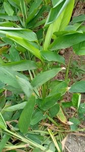 1 nhánh cây dong ta  dong trắng giống