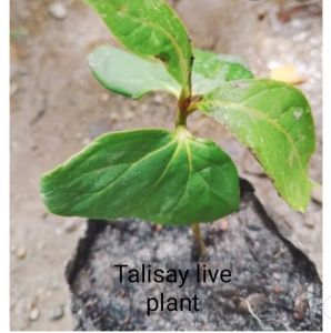 Talisay Live Plant for Planting (2 Dangkal / 30-40cm) Outdoor Tree