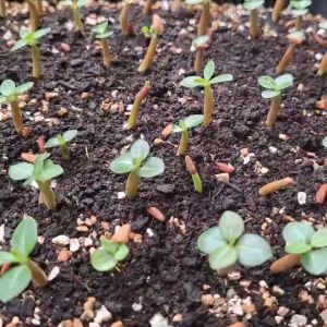 พีทมอส เจียไต๋ ใช้เพาะเมล็ด ผสมดินปลูก 1ถุงบรรจุ 5 ลิตร