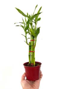 Lucky Bamboo Plant in Pot