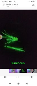 Combo play 5g Monstenkara luminous + Sabiki Tenkara gaming lure bait