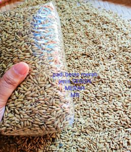 benih padi beras merah SEGOM merah original 1 kg beras merah pulen